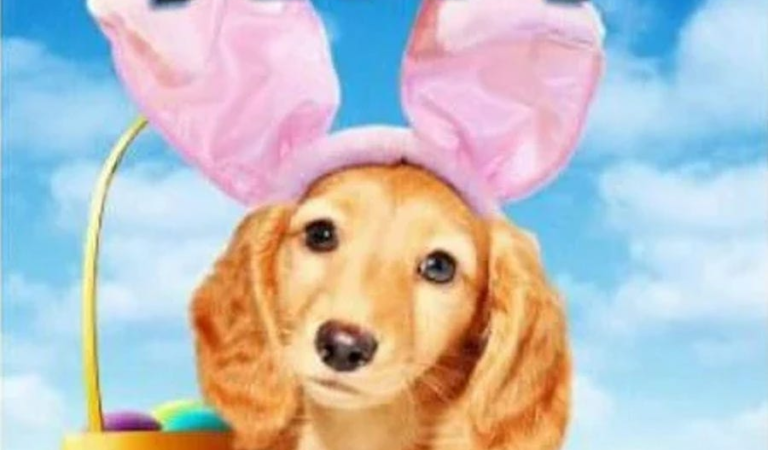 What Is An Easter Bunny Puppy? Let's Not Find Out Together!